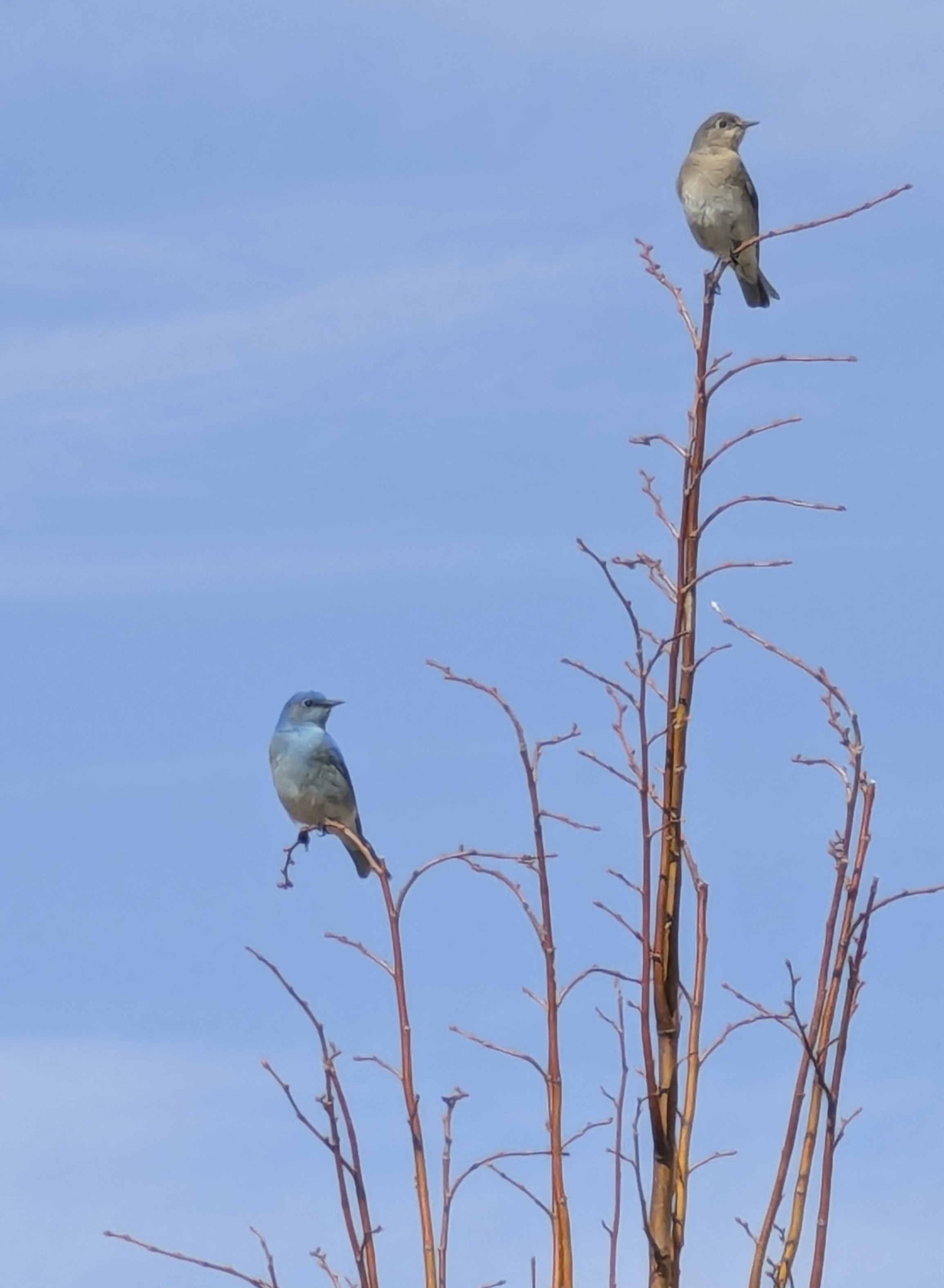 Moutain Bluebirds, Morrison Colorado
